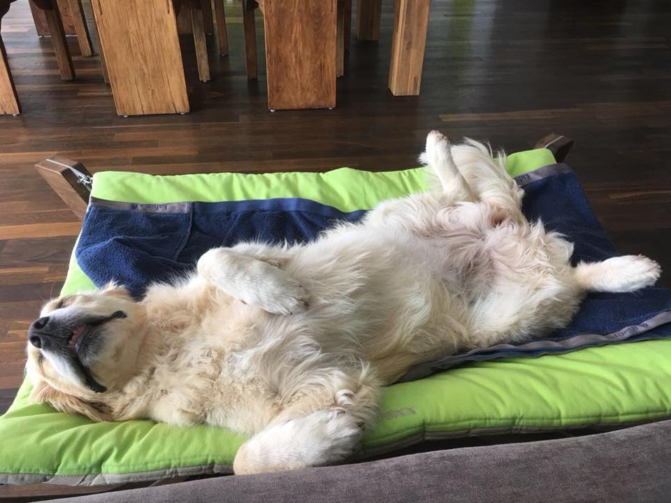 Personalisiertes Hundebett, im Hundebett DOXX Lounge zeigen viele Hunde diese Schlafposition