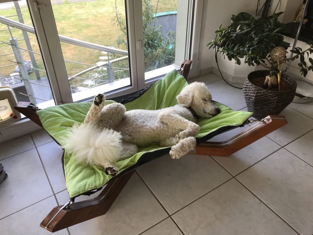 Die Schlafposition des Hundes sagt viel über ihn aus. Hundeliege für hohe Ansprüche, dieses Hundebett wird der Einrichtung Ihrer Wohnung oder ihres Hauses angepasst. Königspudel im Hundebett DOXX Lounge.